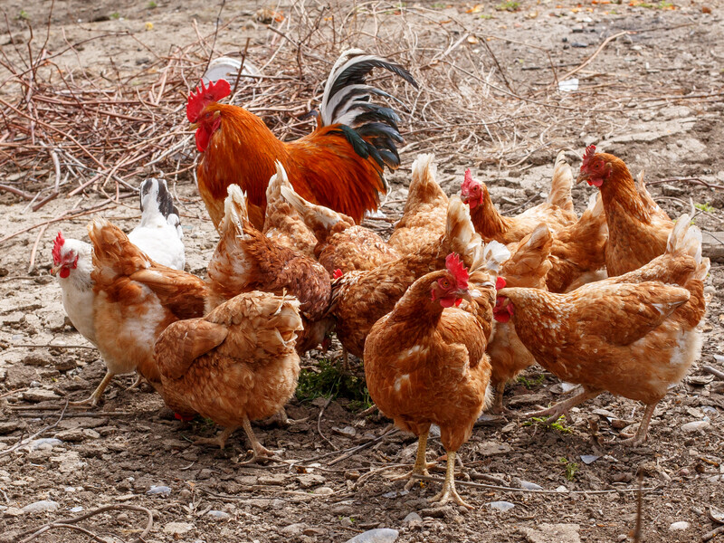 Через такі продукти в курей буде діарея. Фермер розповів, чим не можна годувати свійську птицю Через такі продукти в курей буде діарея. Фермер розповів, чим не можна годувати свійську птицю