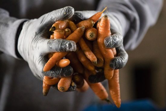 Ціни на моркву в Україні б'ють рекорди - і це ще не кінець