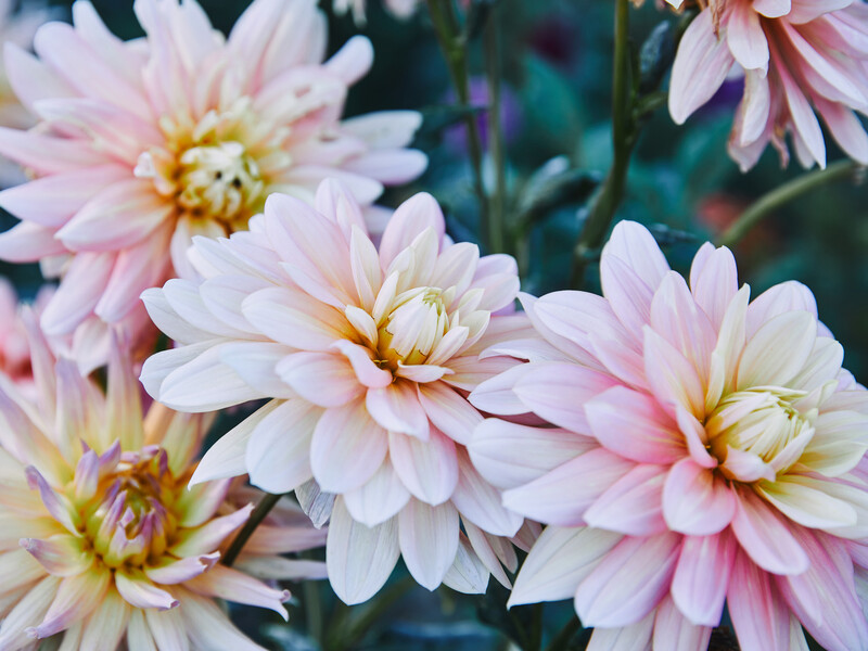 Ця висота стебел – оптимальна. Назвали точну довжину, на яку треба обрізати стебла хризантеми до зими