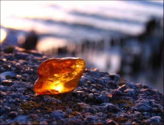 Антарктида епохи динозаврів була покрита тропічними лісами: вчені знайшли крихітний доказ Антарктида епохи динозаврів була покрита тропічними лісами: вчені знайшли крихітний доказ