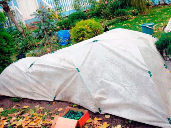 Як і коли вкривати троянди на зиму