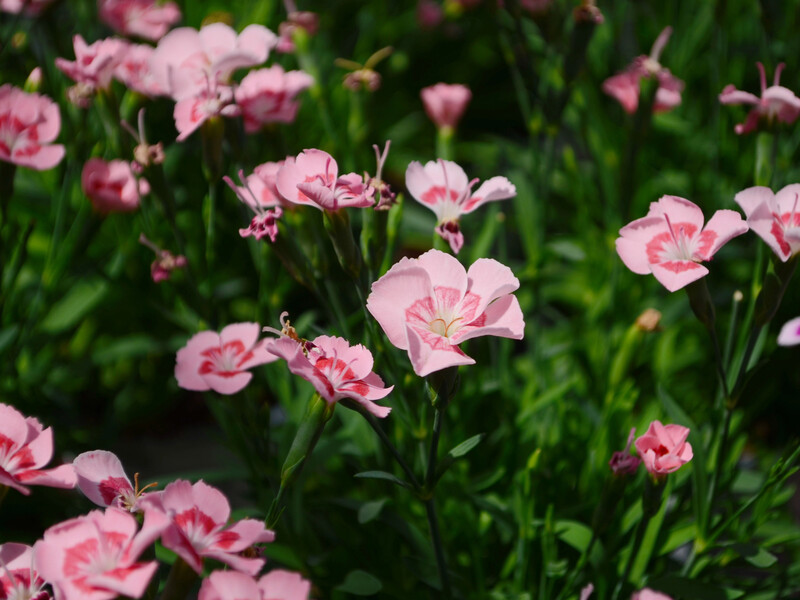 Садівники назвали квіти, які можна посіяти в листопаді, щоб вони зацвіли вже навесні Садівники назвали квіти, які можна посіяти в листопаді, щоб вони зацвіли вже навесні