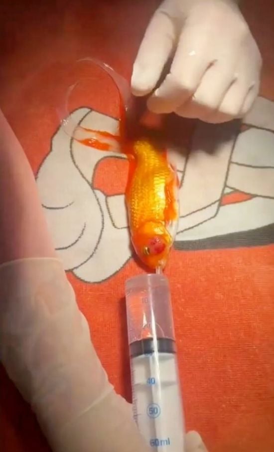 17-річній золотій рибці вперше в історії видалили смертельну пухлину – фото