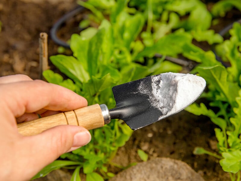 Використовуйте соду на городі лише в цій пропорції, щоб не втратити врожаю