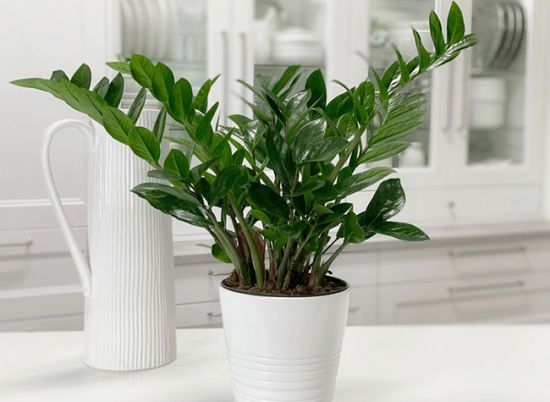 Заміокулькас - всі секрети догляду, пересадки, розмноження рослини