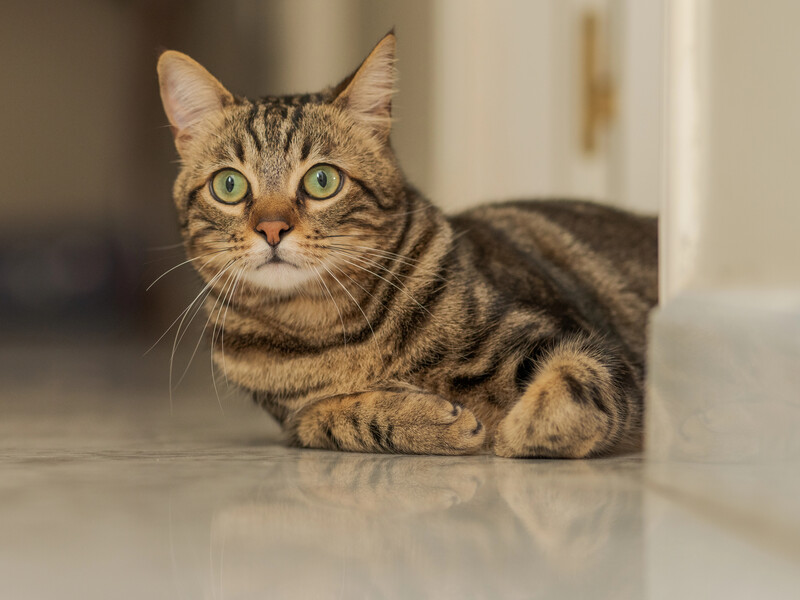 Скористайтеся цими лайфхаками, щоб усунути запах котячої сечі в будинку. Чотири ефективні методи Скористайтеся цими лайфхаками, щоб усунути запах котячої сечі в будинку. Чотири ефективні методи