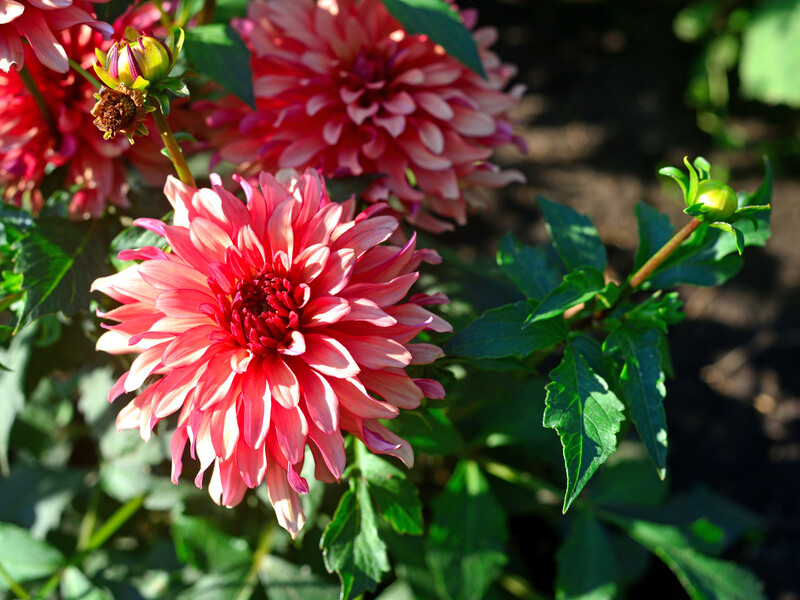 Зробіть це одразу після перших заморозків, щоб зберегти жоржини