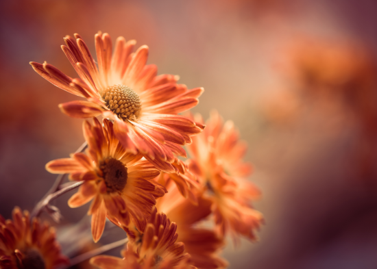 День ангела 2 листопада: кого та як вітати з іменинами