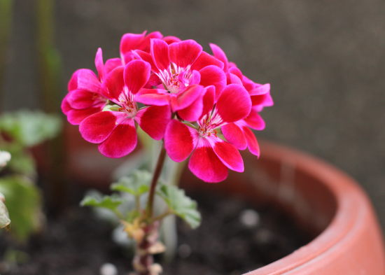 Вже за місяць ваша герань вкриється листочками і квітами: що потрібно зробити з рослиною