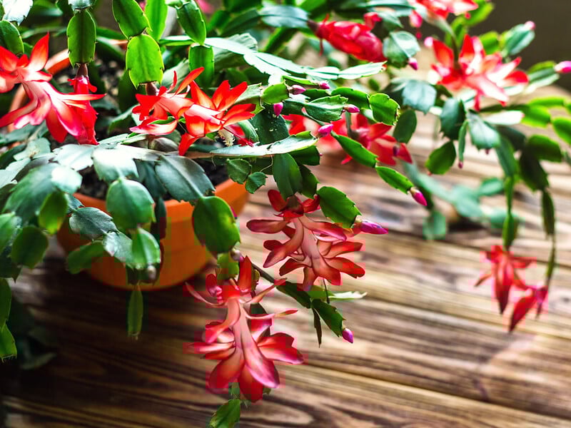 Завдяки цьому ваш різдвяник не буде пониклим. Ефективне добриво для цвітіння Завдяки цьому ваш різдвяник не буде пониклим. Ефективне добриво для цвітіння