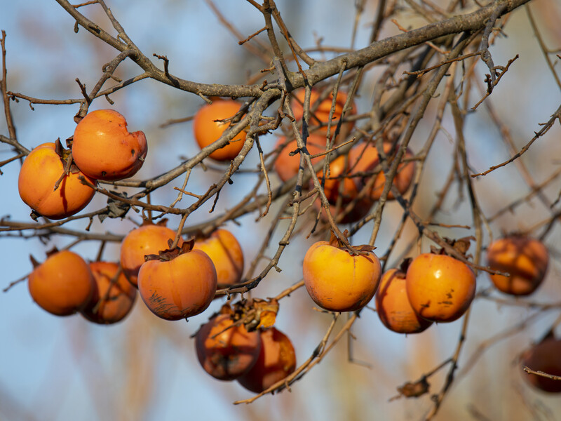 Хурма, шарон, корольок, персимона – яка ягода смачніша і як їх правильно вибирати в магазині