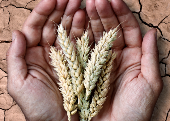 На ТОТ росіяни закликають здавати тих, хто вшановує пам'ять жертв Голодомору — ЦНС