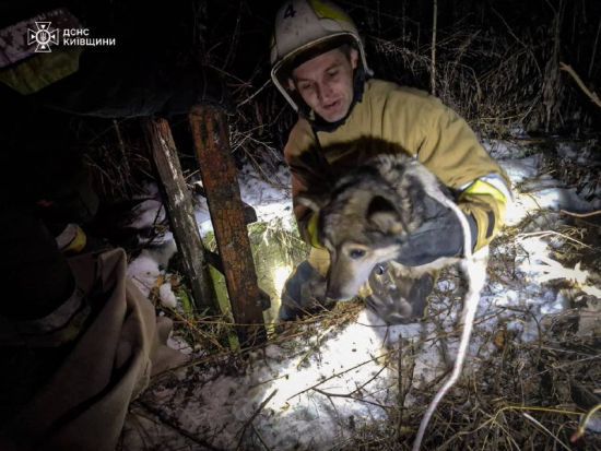 На Київщині песик впав у колодязь під час прогулянки: як рятували пухнастика (фото)