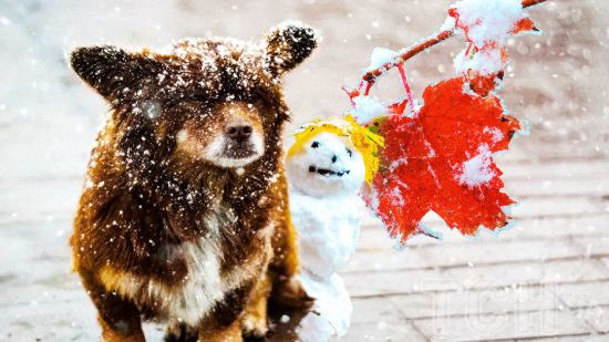 Якою буде зима 2024-2025 в Україні: метеорологиня здивувала прогнозом погоди