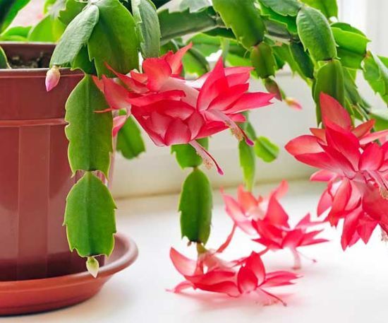 Чим підживлювати декабрист (різдвяник), як "оживити" рослину за допомогою апельсинового соку