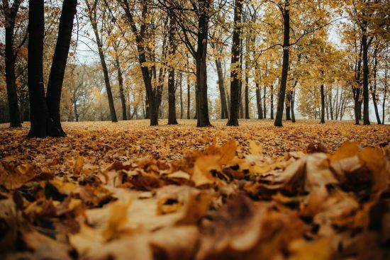 Осінь зимі ще не поступиться: якою буде погода в Україні 9 листопада