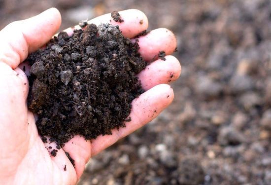 Як покращити родючість ґрунту: розсипте цей порошок восени та високі врожаї забезпечені