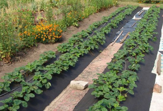 Чим найкраще вкрити кущі полуниці на зиму, щоб вони добре перенесли морози