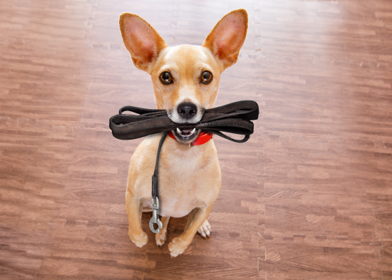 Коли краще вигулювати собаку: вранці чи ввечері — кінологи дали остаточну відповідь