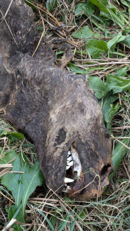 На британському узбережжі знайшли загадкову істоту з "собачою головою" та плавниками (фото)