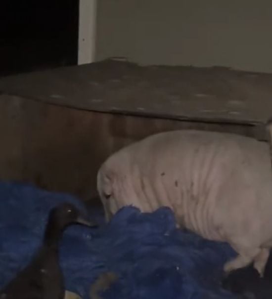 Свиня вдерлася до гаража і випила запаси пива: подружка-качка була поруч під час похмілля – відео