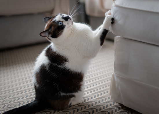 Обробіть диван соком популярного фрукта — кішка більше не буде точити пазурі: 100% дієвий спосіб