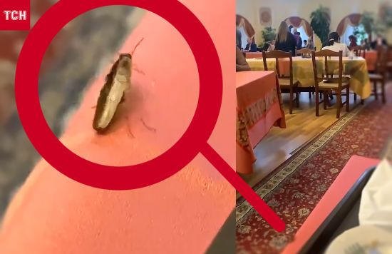 У Києві помітили "вчених" тарганів: обідають зі студентами і викладачами університету