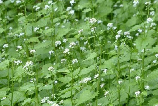 Що земля стала родючою без перекопування, що і як посадити в листопаді