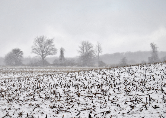 Місячний посівний календар на грудень 2024 року: сприятливі й несприятливі дні