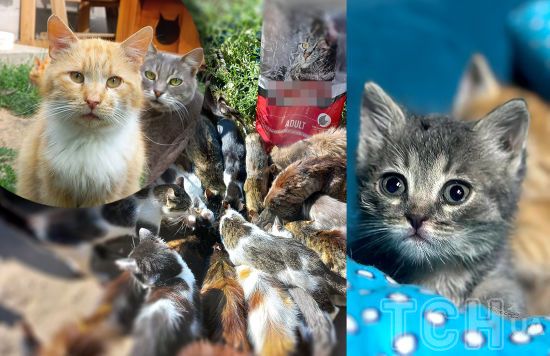 Котиків нічим годувати: притулок потребує вашої допомоги