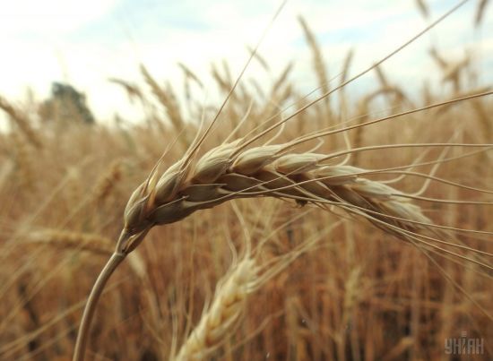 В Україні може бути три урожаї, але є і проблеми: метеорологиня попередила через зміни клімату