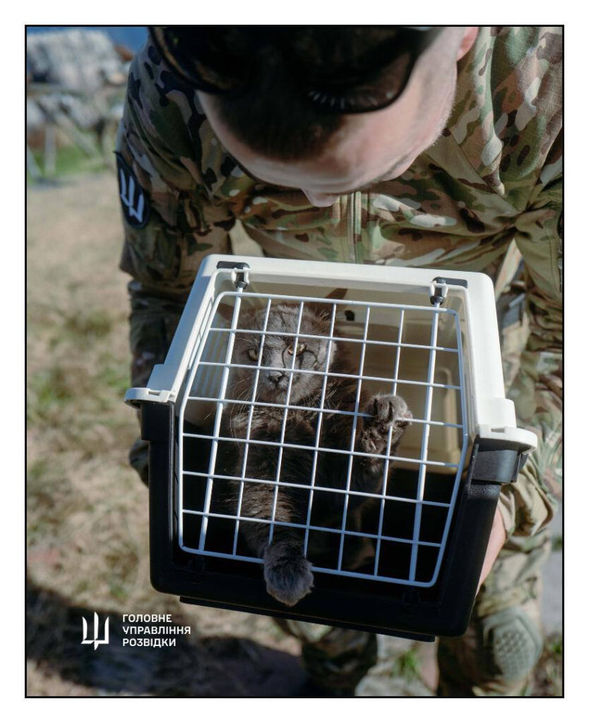 Наймиліші фото тижня: українські розвідники евакуювали котів і кошенят з острова Зміїний Наймиліші фото тижня: українські розвідники евакуювали котів і кошенят з острова Зміїний