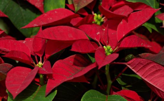 Зробіть це — і пуансеттія буде квітнути протягом всього сезону: догляд за рослиною в домашніх умовах Зробіть це — і пуансеттія буде квітнути протягом всього сезону: догляд за рослиною в домашніх умовах