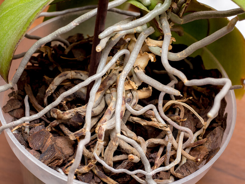 Розчиніть цей аптечний препарат в окропі – і він стимулюватиме орхідеї до зростання Розчиніть цей аптечний препарат в окропі – і він стимулюватиме орхідеї до зростання