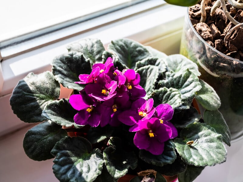 Залийте це водою – і фіалки цвістимуть цілий рік. Секретний рецепт ефективного підживлення без хімії