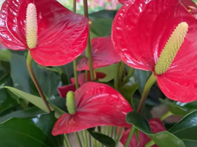 Залийте це окропом – і антуріум почне рясно цвісти. Квітникарі назвали "золотий секрет росту"