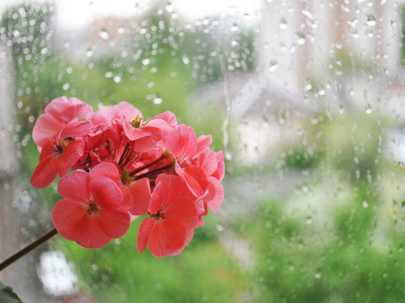 Додайте взимку у воду краплю цього аптечного препарату – і герань цвістиме пишно й довго Додайте взимку у воду краплю цього аптечного препарату – і герань цвістиме пишно й довго