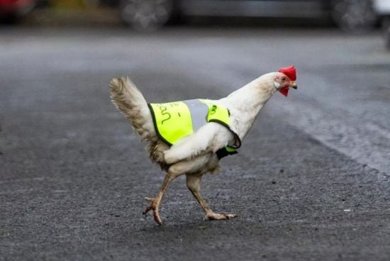 Курка Біллі Джин, яка полюбляє пригоди, носить куртку зі світловідбивальним ефектом – фото