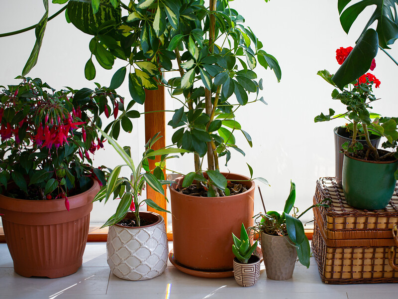 16 кімнатних квітів, які потребують підкисленої води. Рецепт приготування й режим поливу