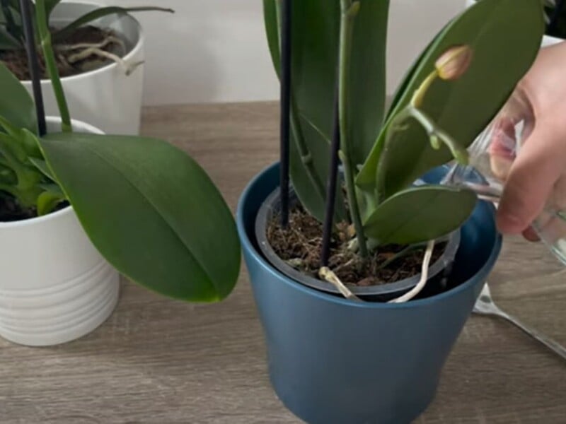 Розчиніть це у воді – і орхідея почне активно формувати нові квітконоси. Рецепт підживлення без хімії