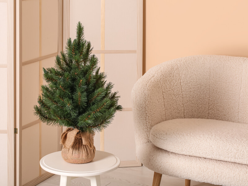 Скільки часу ялинка в горщику може стояти в кімнаті – як зберегти дерево до весни Скільки часу ялинка в горщику може стояти в кімнаті – як зберегти дерево до весни