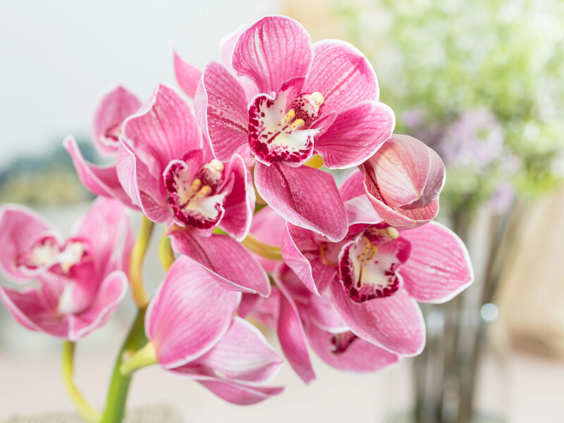 Як пересадити орхідею, щоб не згубити рослину