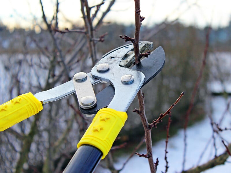 Важливо встигнути до цього моменту. Правила зимового обрізання дерев – коли, як і за якої температури