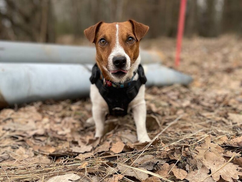 У ДСНС відреагували на чутки про смерть пса Патрона і розповіли, де він зараз перебуває