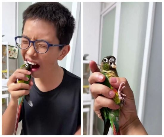 Пернатий стоматолог: папуга вирвав останній молочний зуб свого маленького господаря – фото