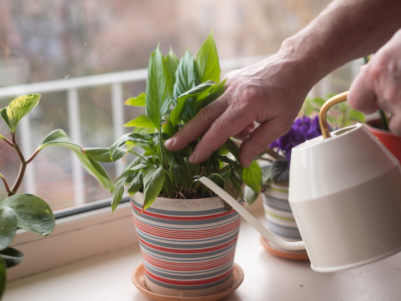 Наскільки часто в холодну пору треба поливати кімнатні рослини, щоб вони не вʼяли та не гнили