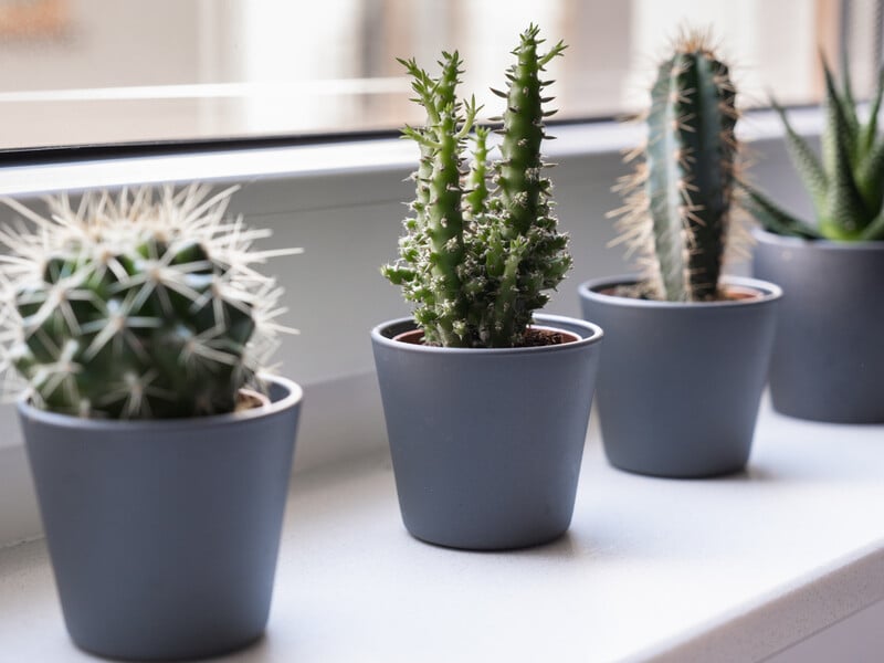 Дотримуйтеся взимку цих порад. Головні правила поливу кактусів