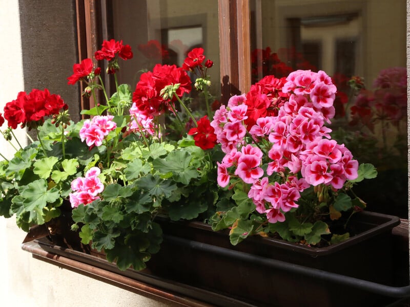 Герань загине, якщо й далі робити це взимку. Три помилки в догляді за кімнатною рослиною