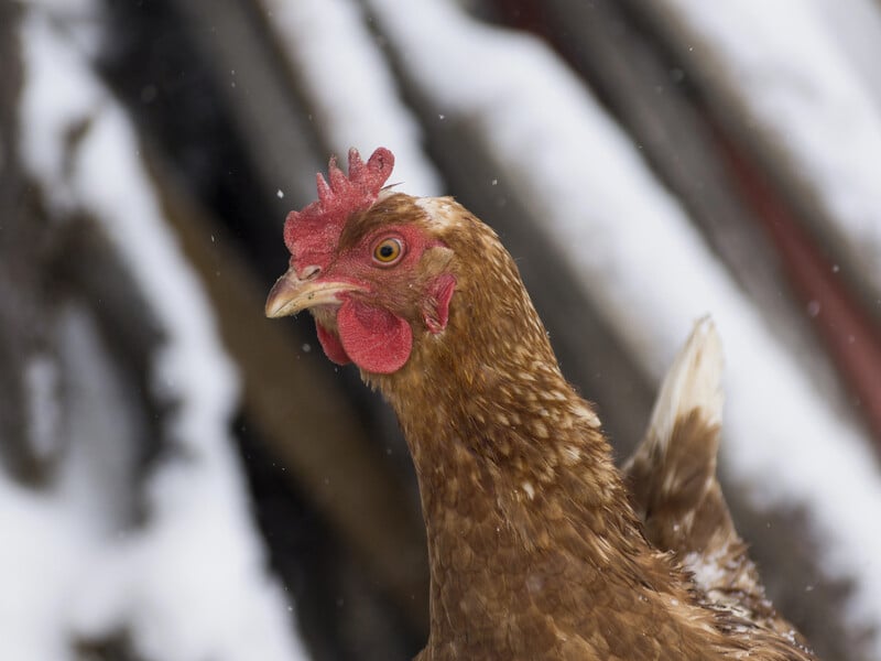 Зробіть це у хліві – і кури почнуть активно нести яйця. Три правила зимового догляду за птицею