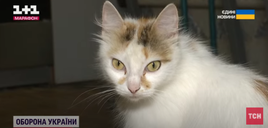 В Україні з нового року потрібно буде реєструвати домашніх тварин: що відомо